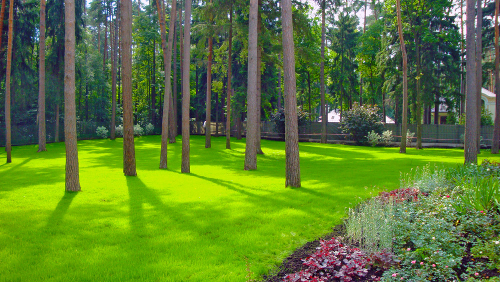 газон под хвойная деревьями