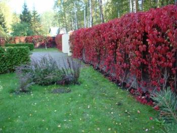 Как быстро сделать живую изгородь из лиан