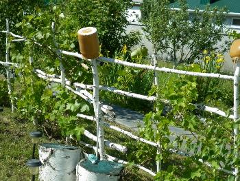 Виноград в ландшафтном дизайне