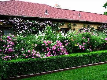 Живая изгородь из боярышника — прекрасное дополнение озеленения участка