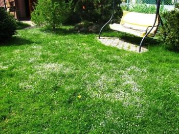 Уменьшение количества сорных трав на газоне 