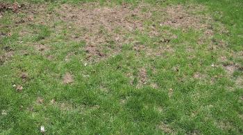 Вредители и болезни газона