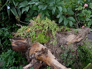 Рутарии: новое слово в ландшафтном дизайне