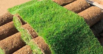 Рулонный газон 