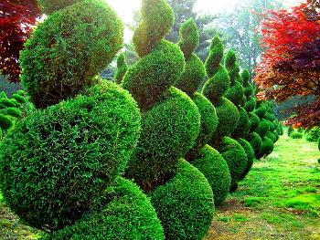 Высокая, садовая, стройная — туя западная семейства кипарисовых