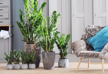 Фитодизайн