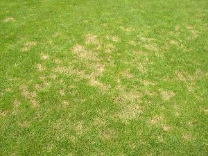 Что делать, если желтеет Ваш газон?