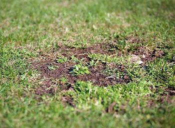 Сорняки на газоне