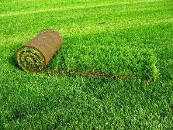 Газон в рулонах – быстро и удобно