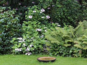 Лесной стиль в ландшафтном дизайне