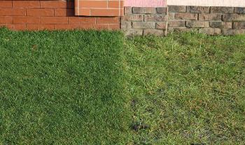 Как поливать рулонный и посевной газон?