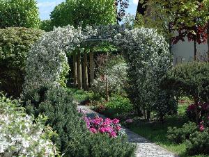 Использование лиан при вертикальном озеленении